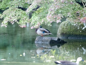 まがもこかげ.jpg