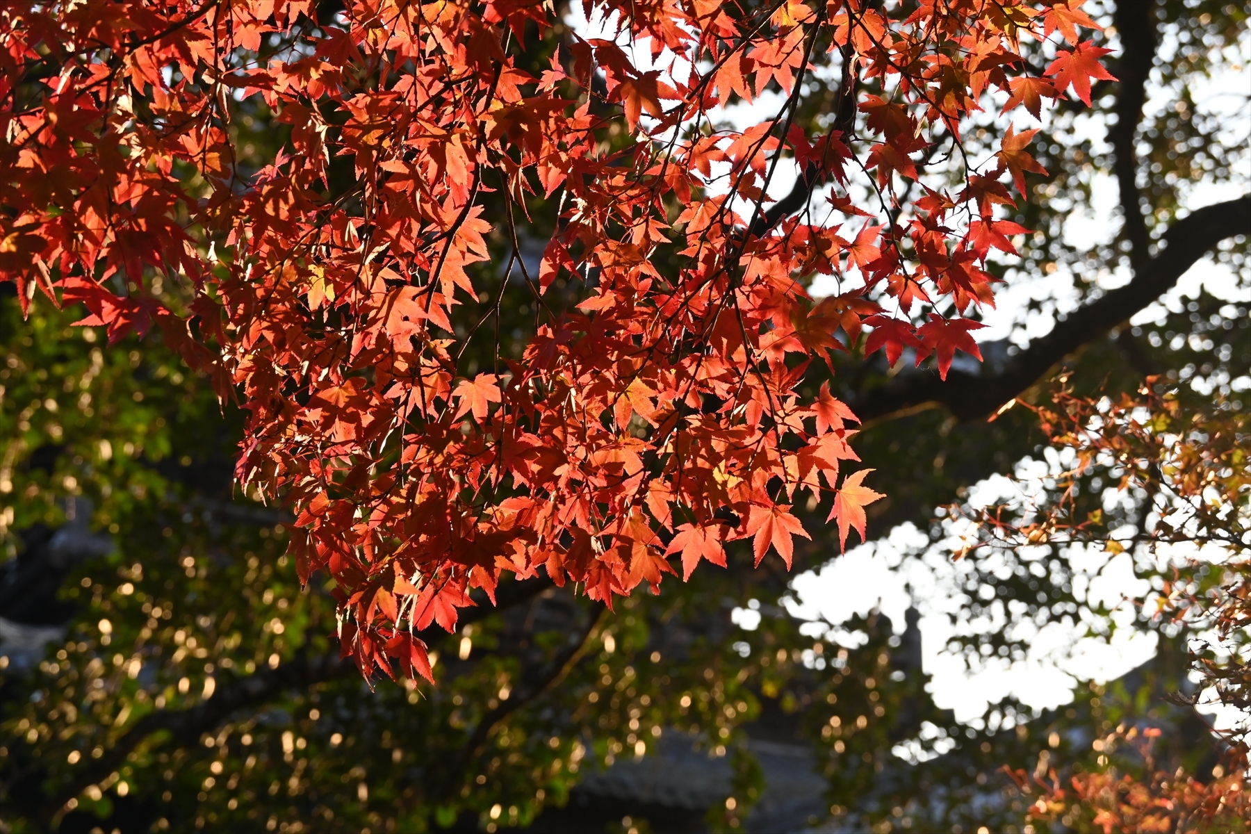 南禅寺087.JPG