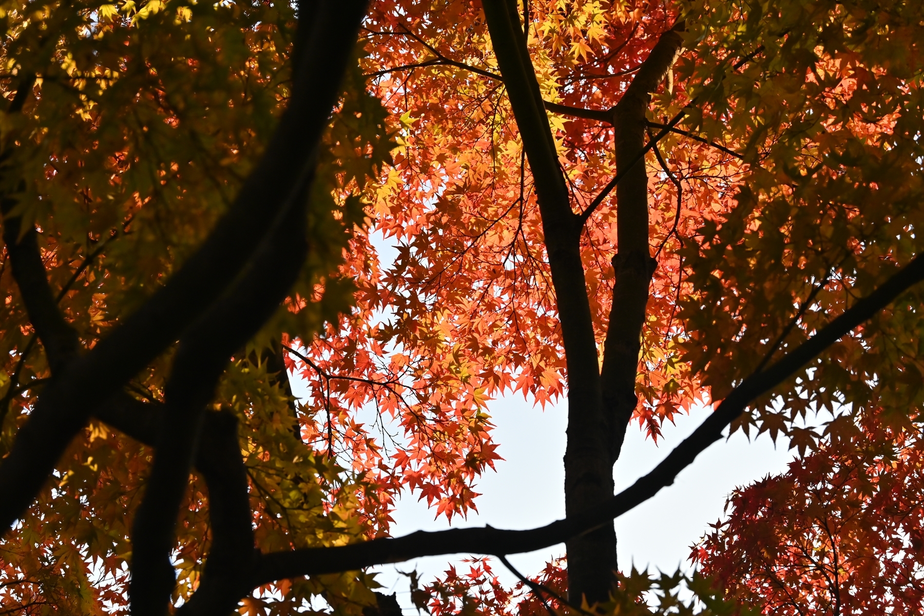 南禅寺086.JPG