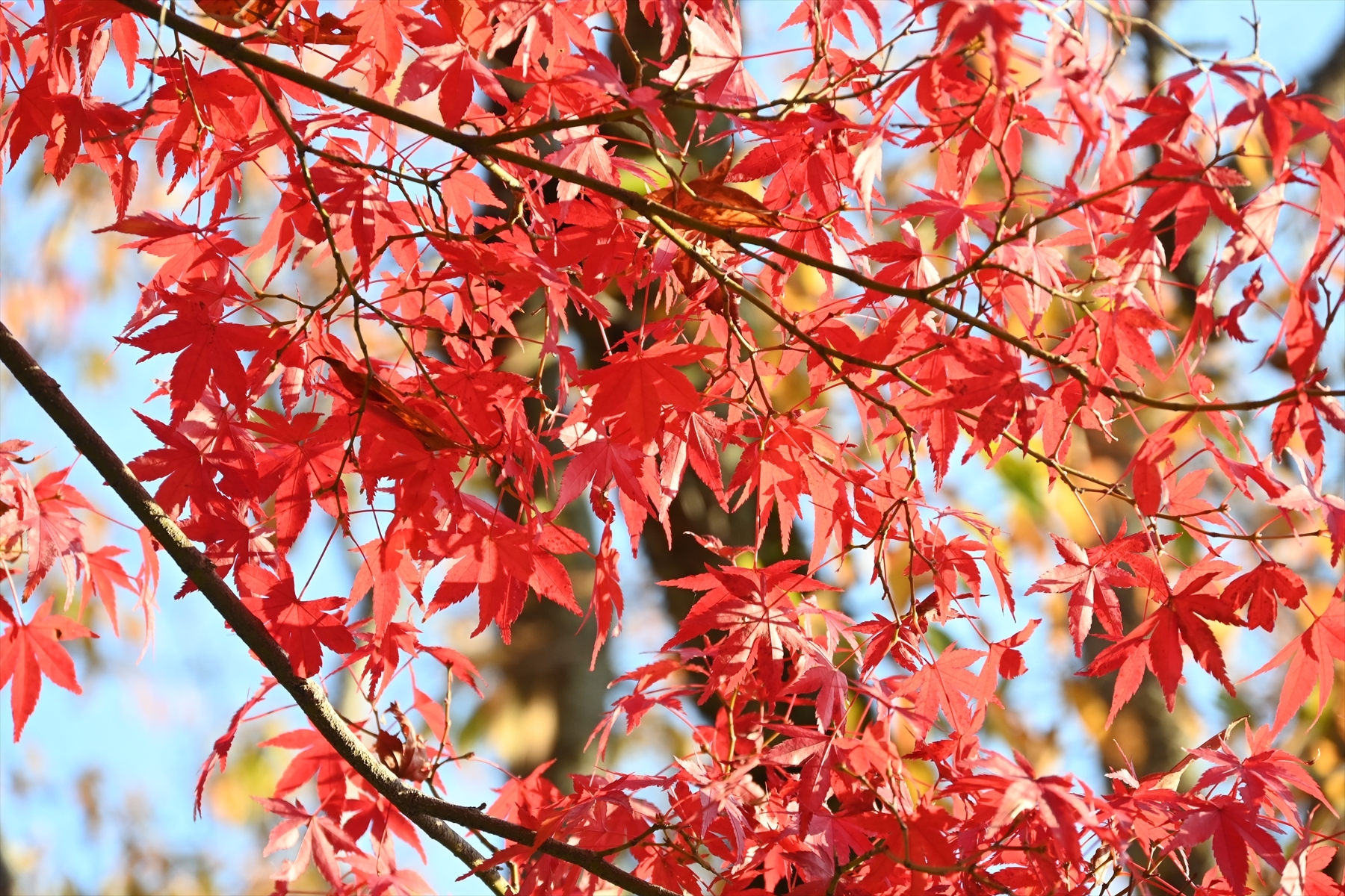 南禅寺043.JPG