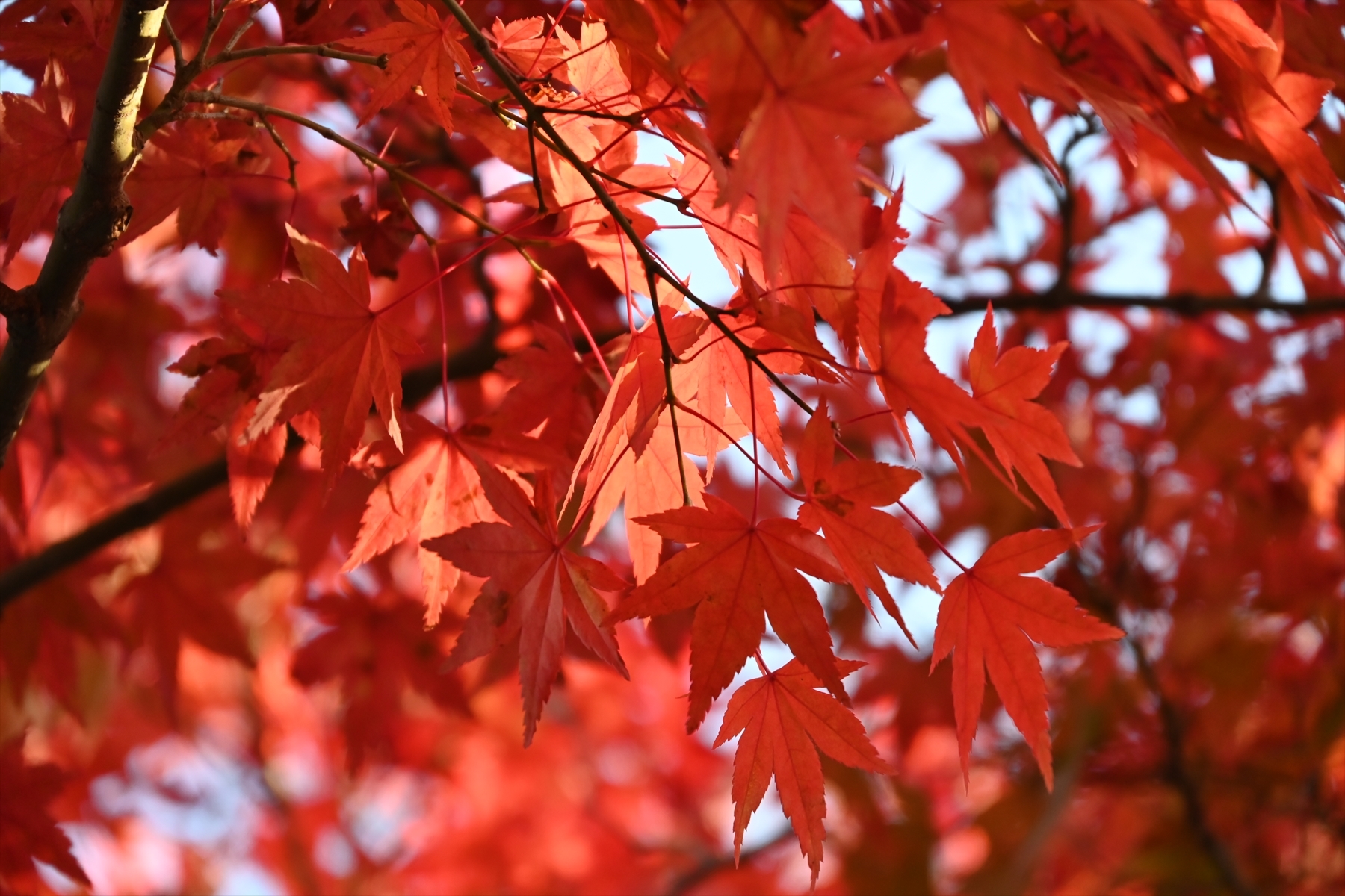 南禅寺039.JPG