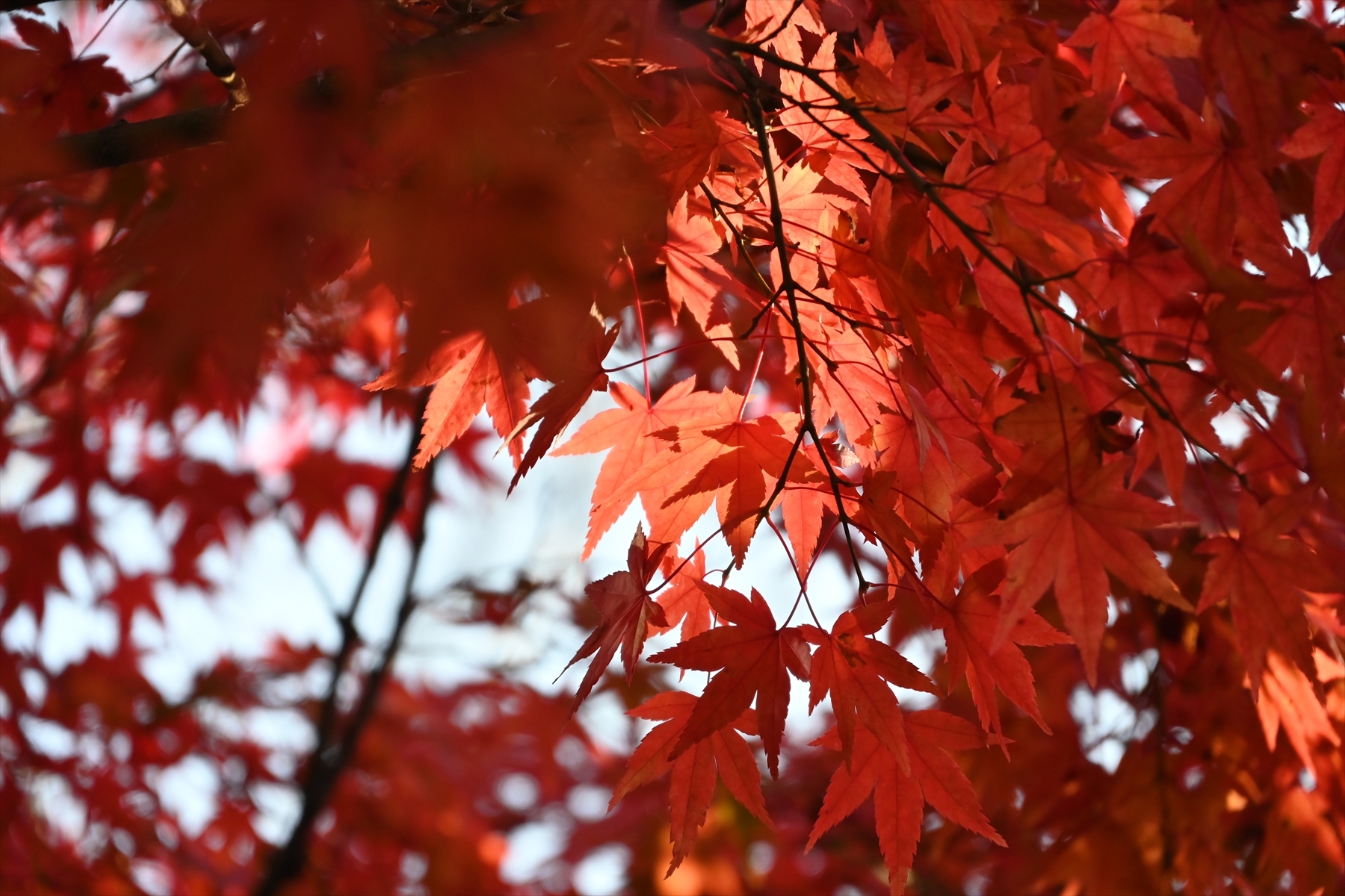 南禅寺037.JPG