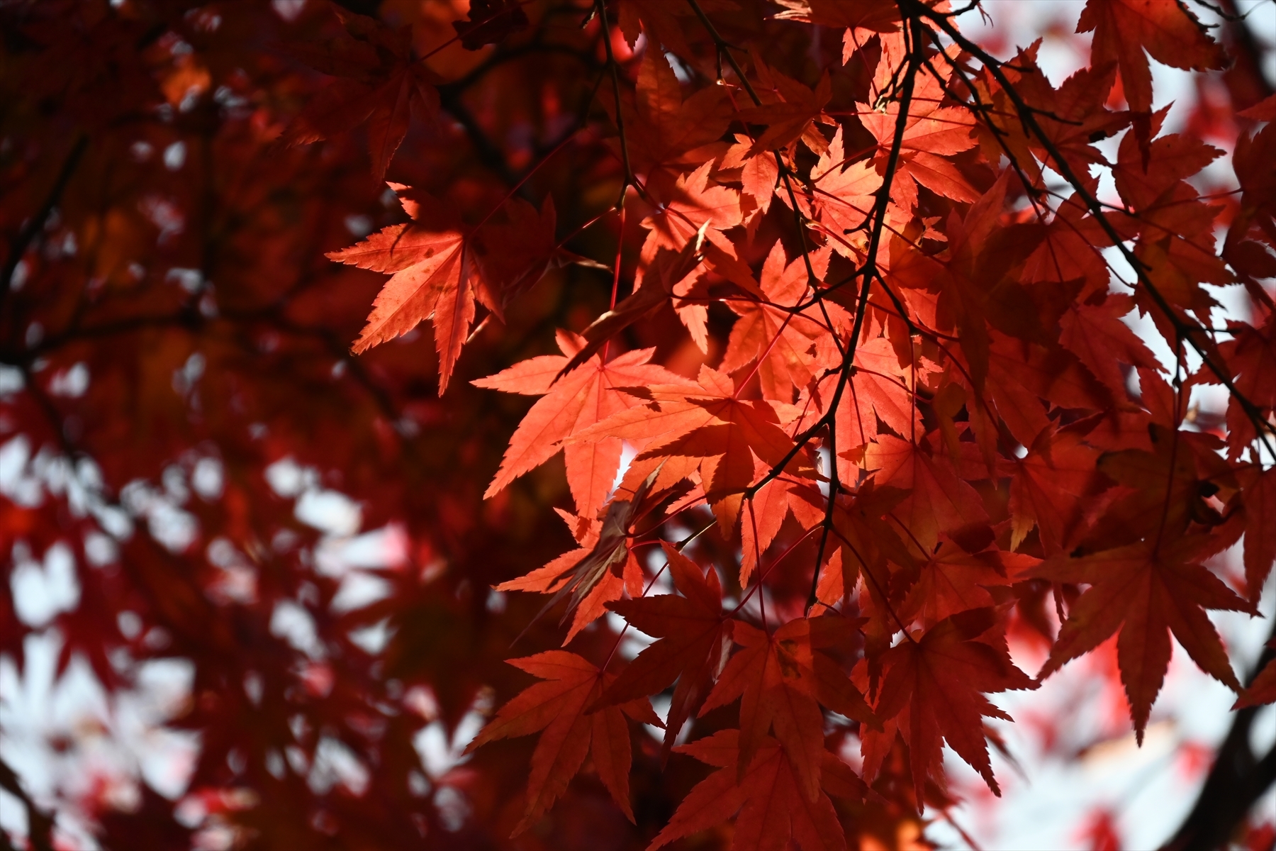 南禅寺036.JPG