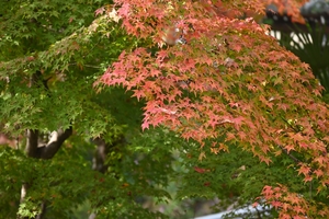 善峯寺055.JPG