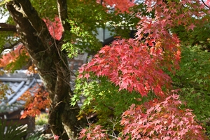 善峯寺054.JPG