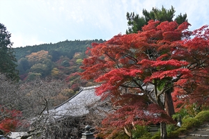 善峯寺052.JPG