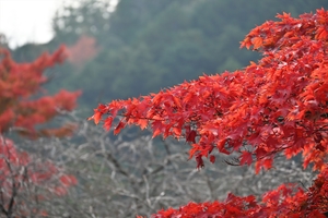 善峯寺049.JPG