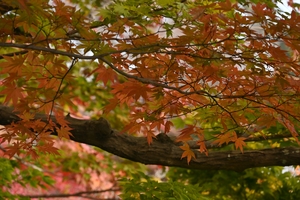 善峯寺038.JPG