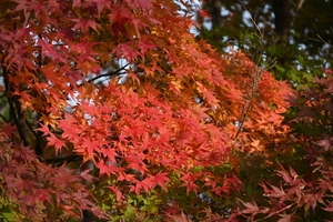 善峯寺028.JPG