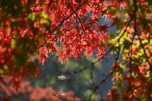 善峯寺009.JPG