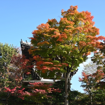 善峯寺001.JPG