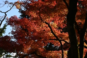 神護寺053.JPG