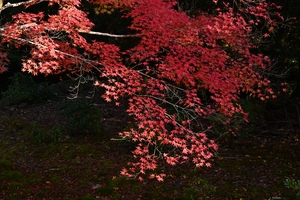 神護寺049.JPG