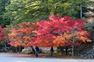 神護寺022.JPG