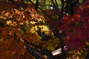 神護寺021.JPG