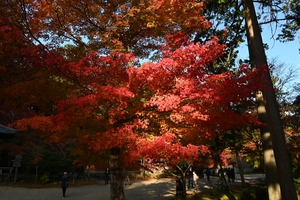 神護寺009.JPG