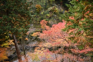 西明寺_(80).JPG