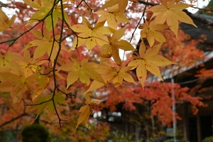 西明寺_(63).JPG