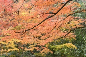 西明寺_(52).JPG