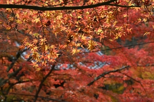 西明寺_(41).JPG