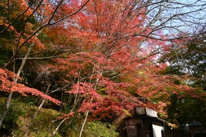 西明寺_(32).JPG