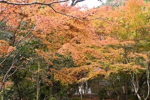 西明寺_(29).JPG