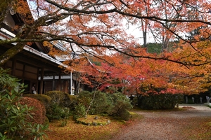 西明寺_(26).JPG