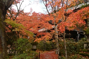 西明寺_(19).JPG