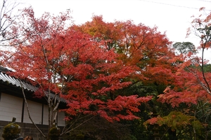 西明寺_(14).JPG