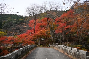 清滝川の紅葉025.JPG