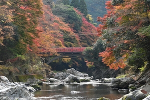 清滝川の紅葉023.JPG