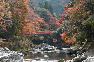 清滝川の紅葉022.JPG