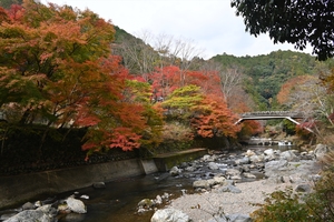 清滝川の紅葉021.JPG