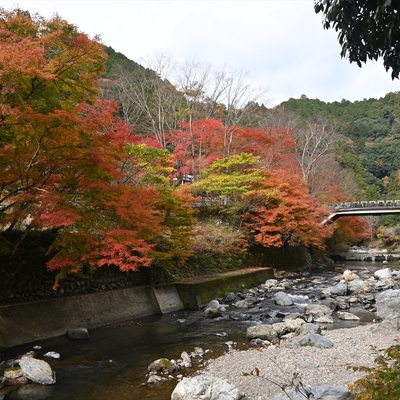 清滝川の紅葉021.JPG
