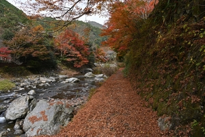 清滝川の紅葉020.JPG