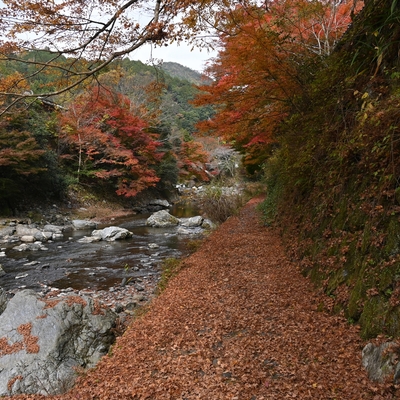 清滝川の紅葉020.JPG