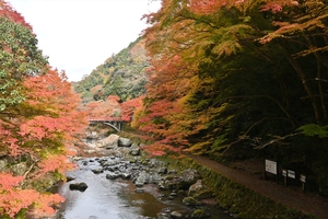 清滝川の紅葉016.JPG