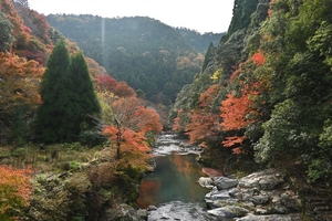 清滝川の紅葉015.JPG