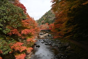 清滝川の紅葉014.JPG