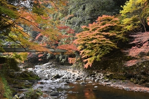 清滝川の紅葉011.JPG