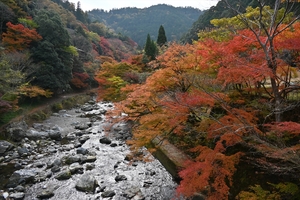 清滝川の紅葉006.JPG