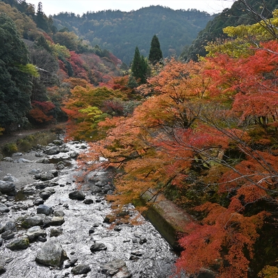 清滝川の紅葉006.JPG