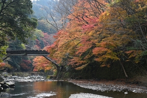 清滝川の紅葉005.JPG