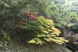 清滝川の紅葉004.JPG