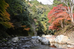 清滝川の紅葉003.JPG