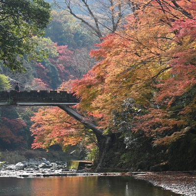 清滝川の紅葉001.JPG