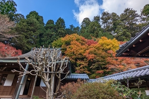 寂光院018.jpg