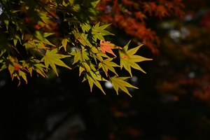 天龍寺063.JPG