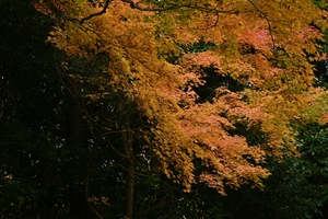 天龍寺060.JPG