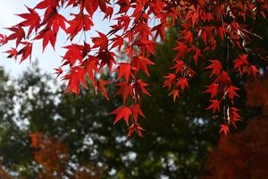 天龍寺059.JPG